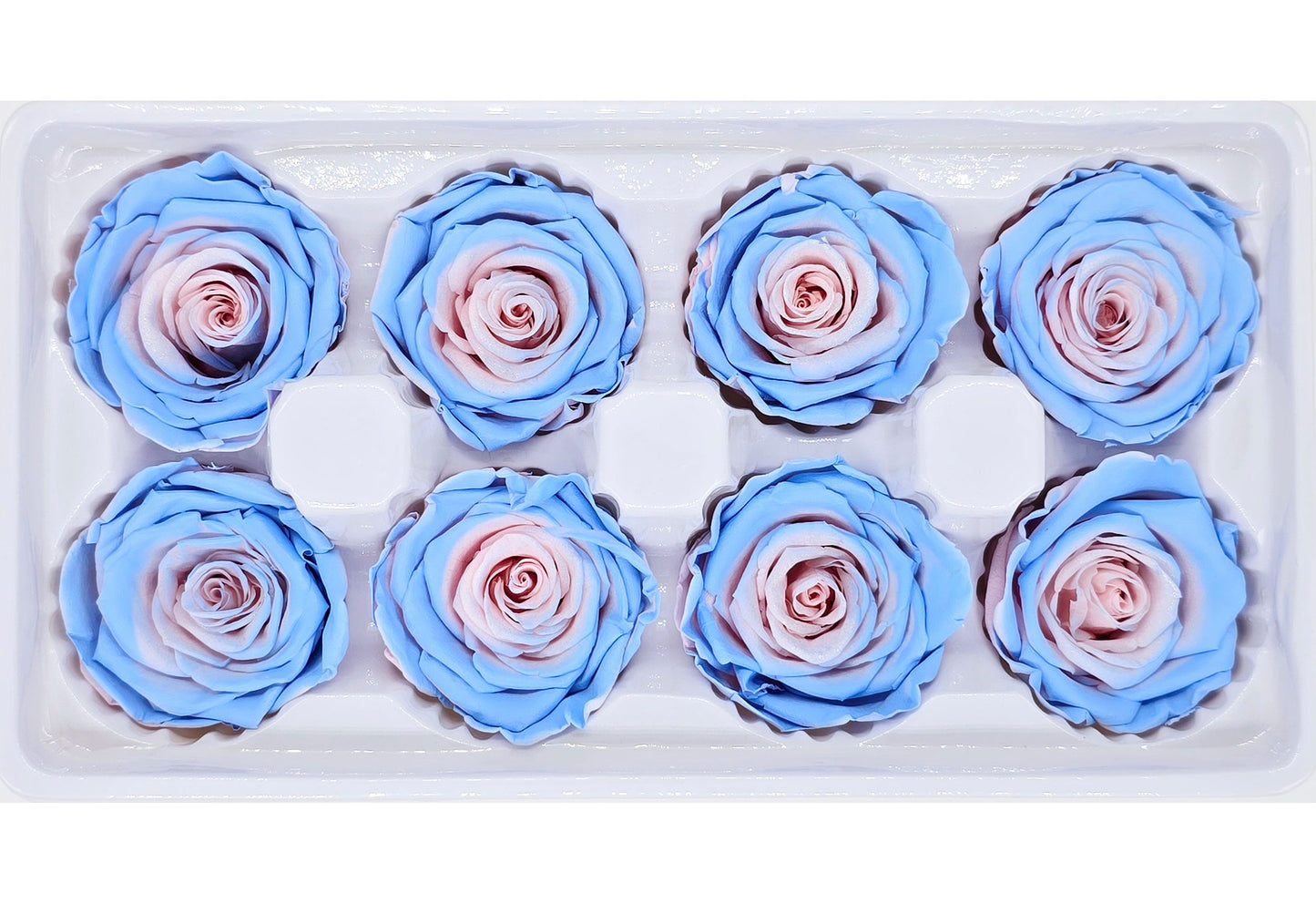 8 Preserved Roses In A Box - Blue & Pink