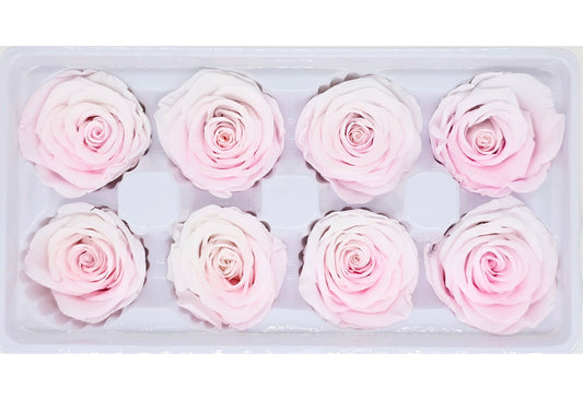 8 Preserved Roses In A Box - Gradient Light Pink