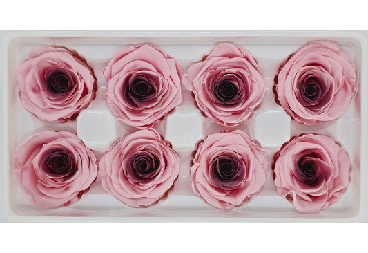 8 Preserved Roses In A Box- Pink & Maroon