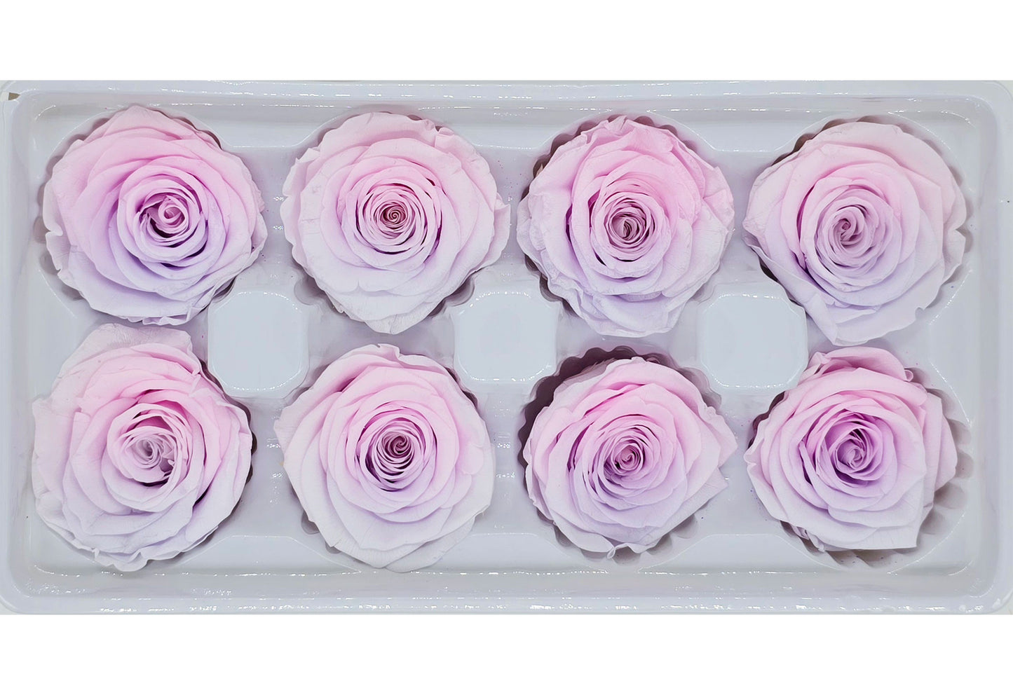 8 Preserved Roses In A Box - Pink & Purple