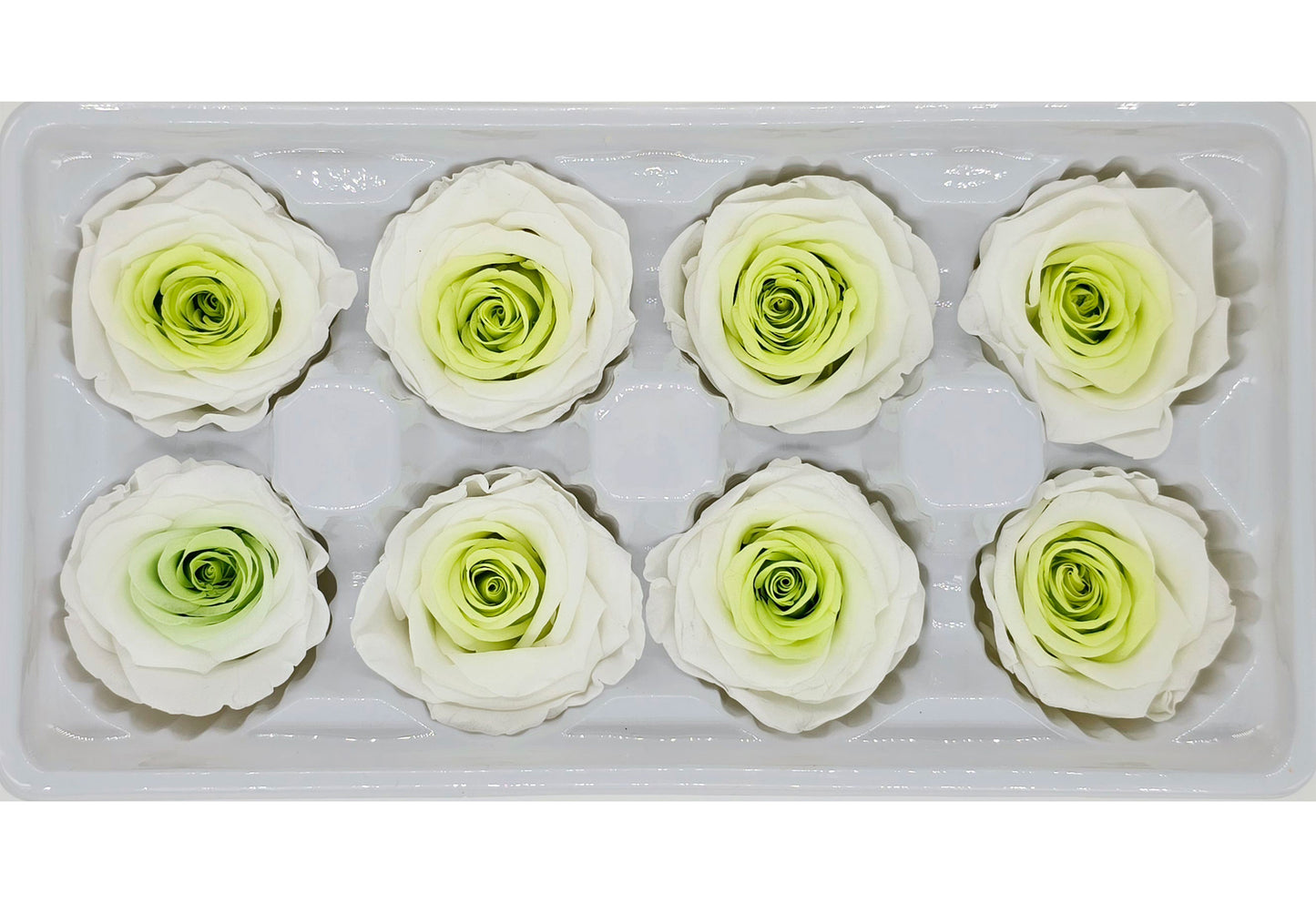 8 Preserved Roses In A Box - White & Greenish Yellow