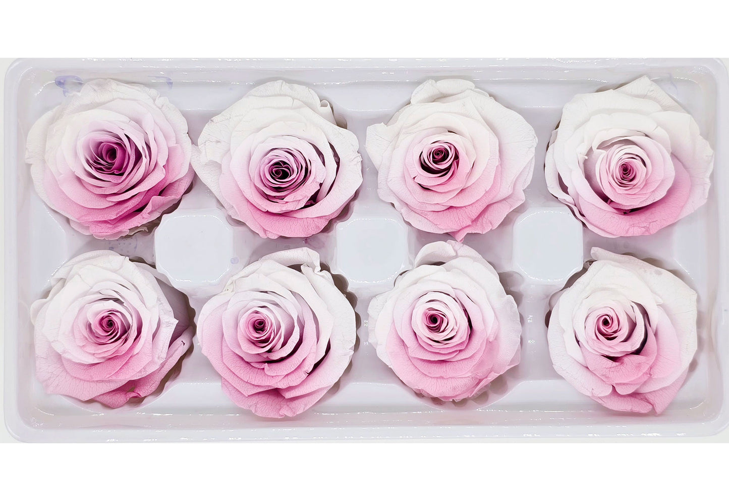 8 Preserved Roses In A Box - White & Purple