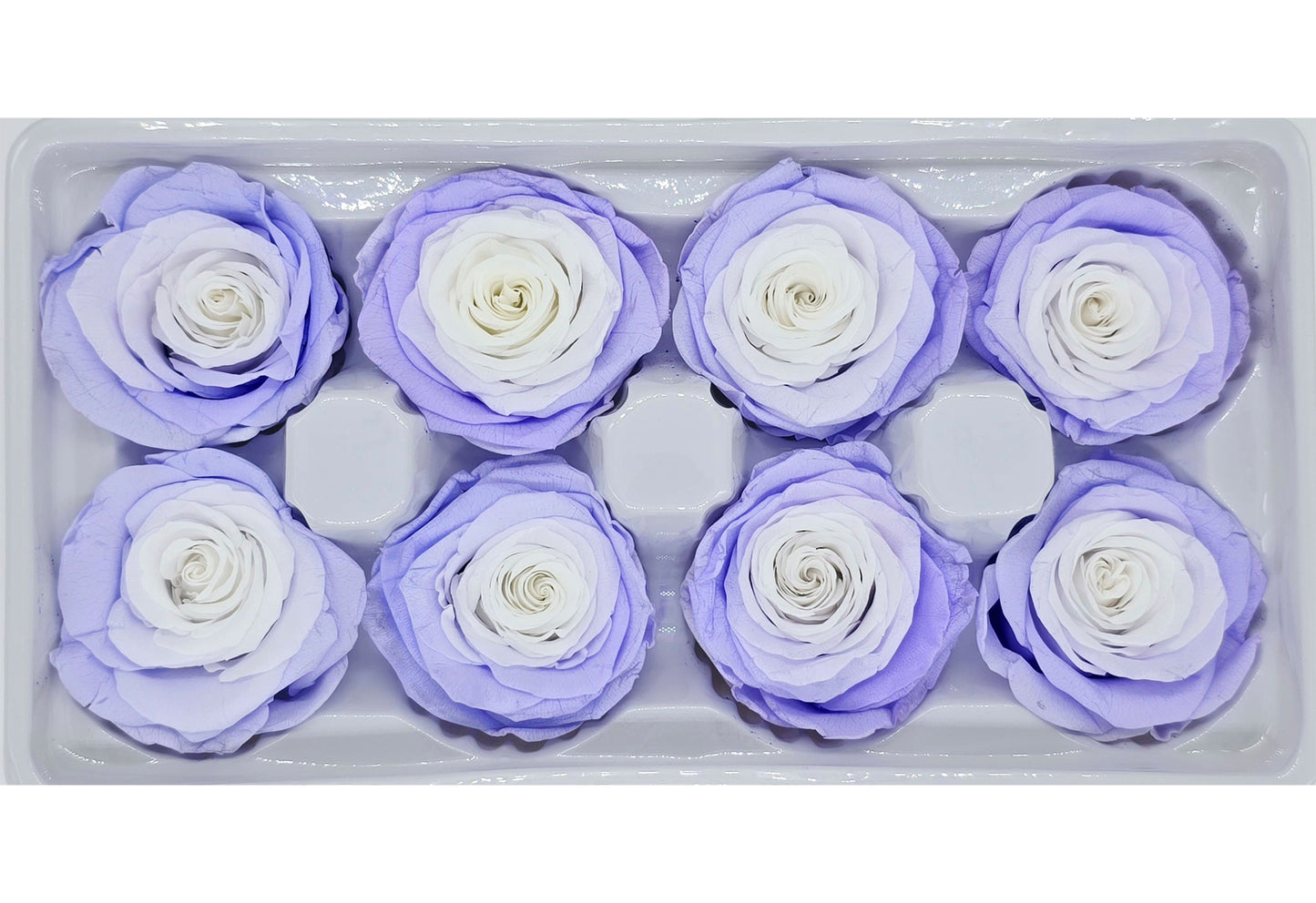 8 Preserved Roses In A Box - White & Purplish Blue