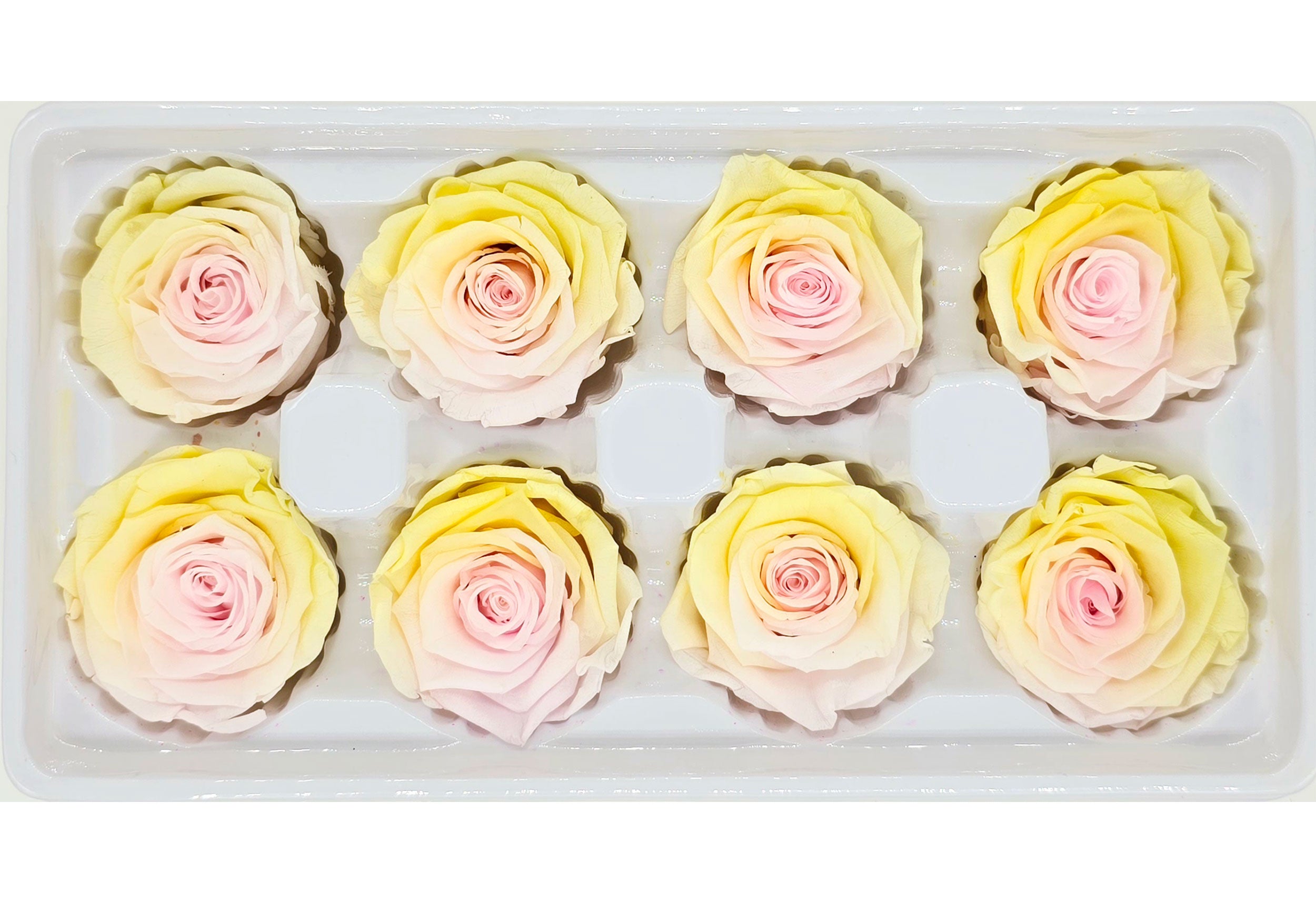 Wholesale Preserved Roses | 8 Roses In A Box - Yellow & Pink Colour ...
