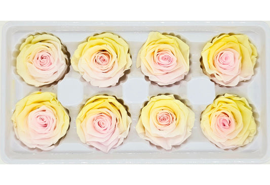 8 Preserved Roses In A Box - Yellow & Pink