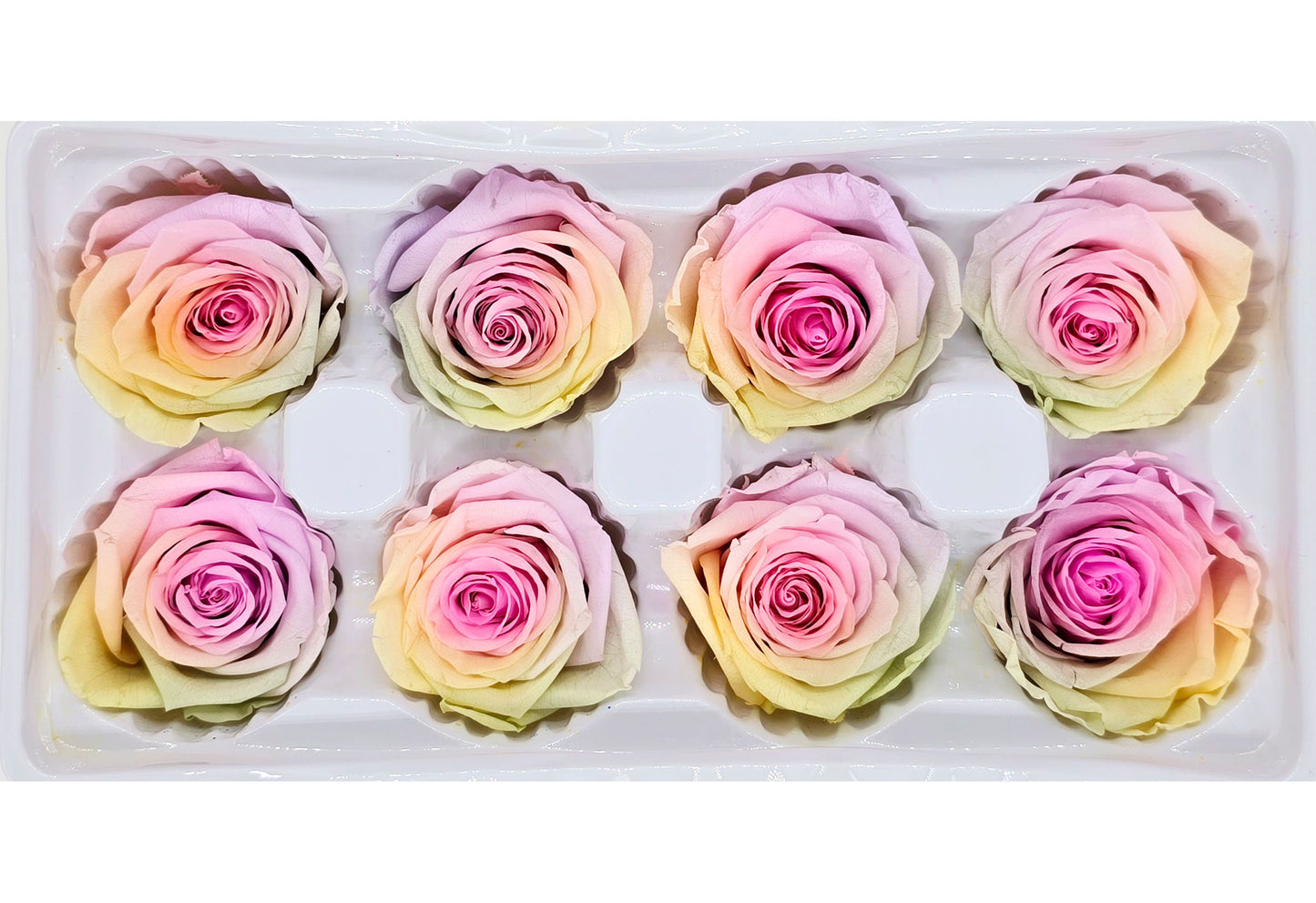 8 Preserved Roses In A Box- Bright Colour