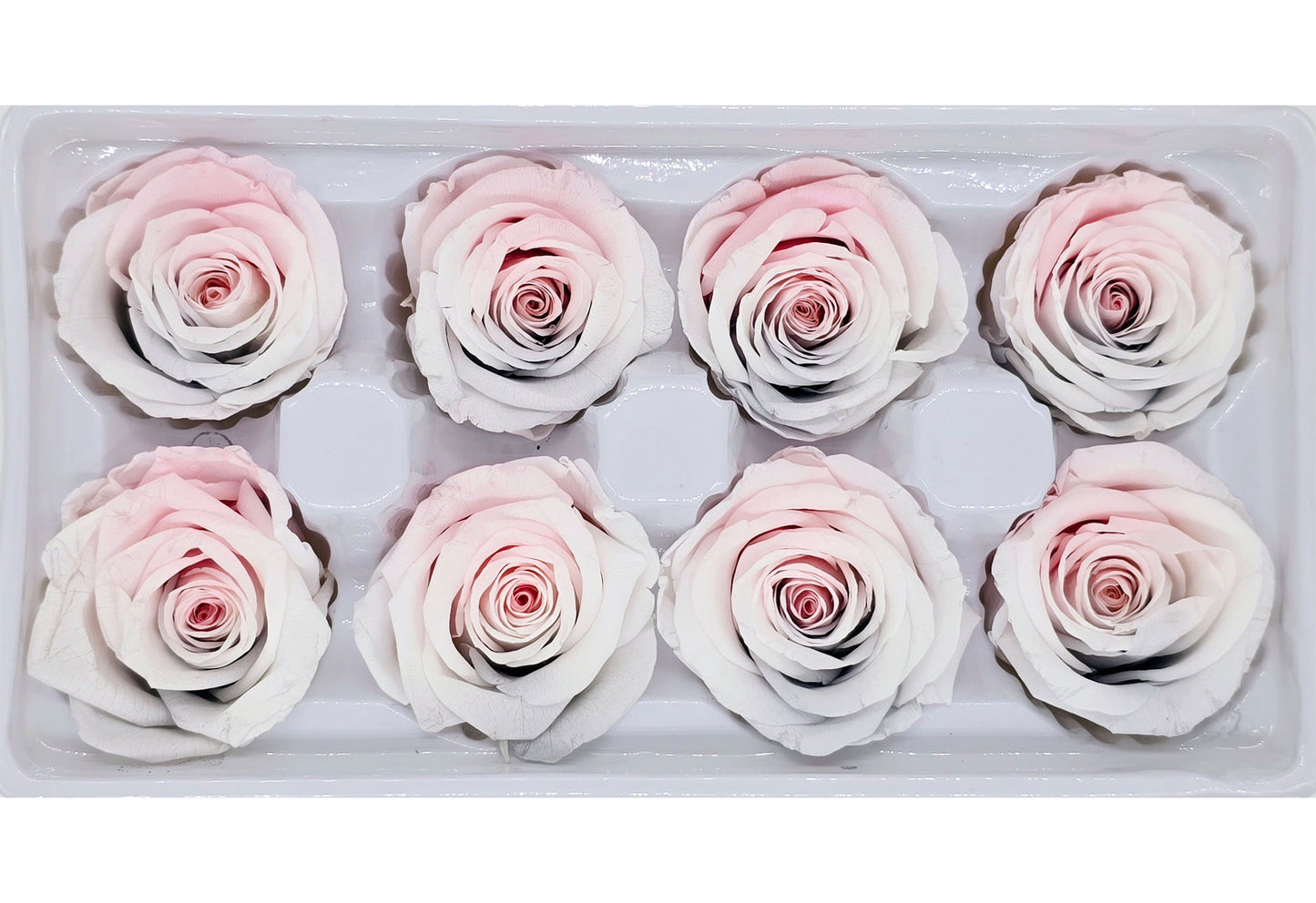 8 Preserved Roses In A Box- Light Colour