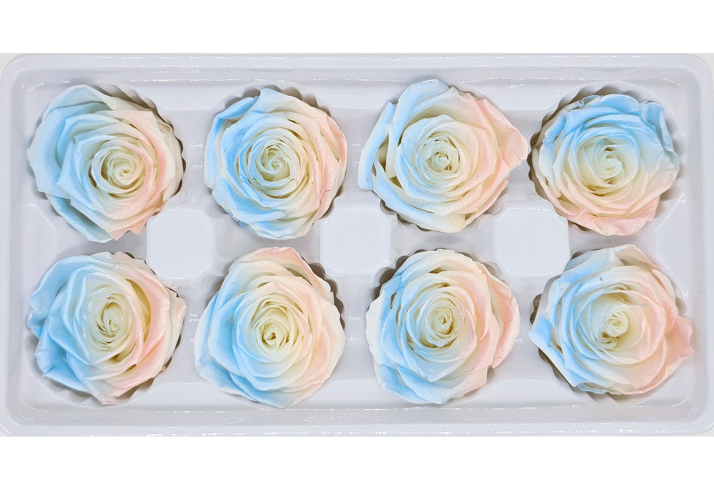 8 Preserved Roses In A Box- Satin Blue & Peach