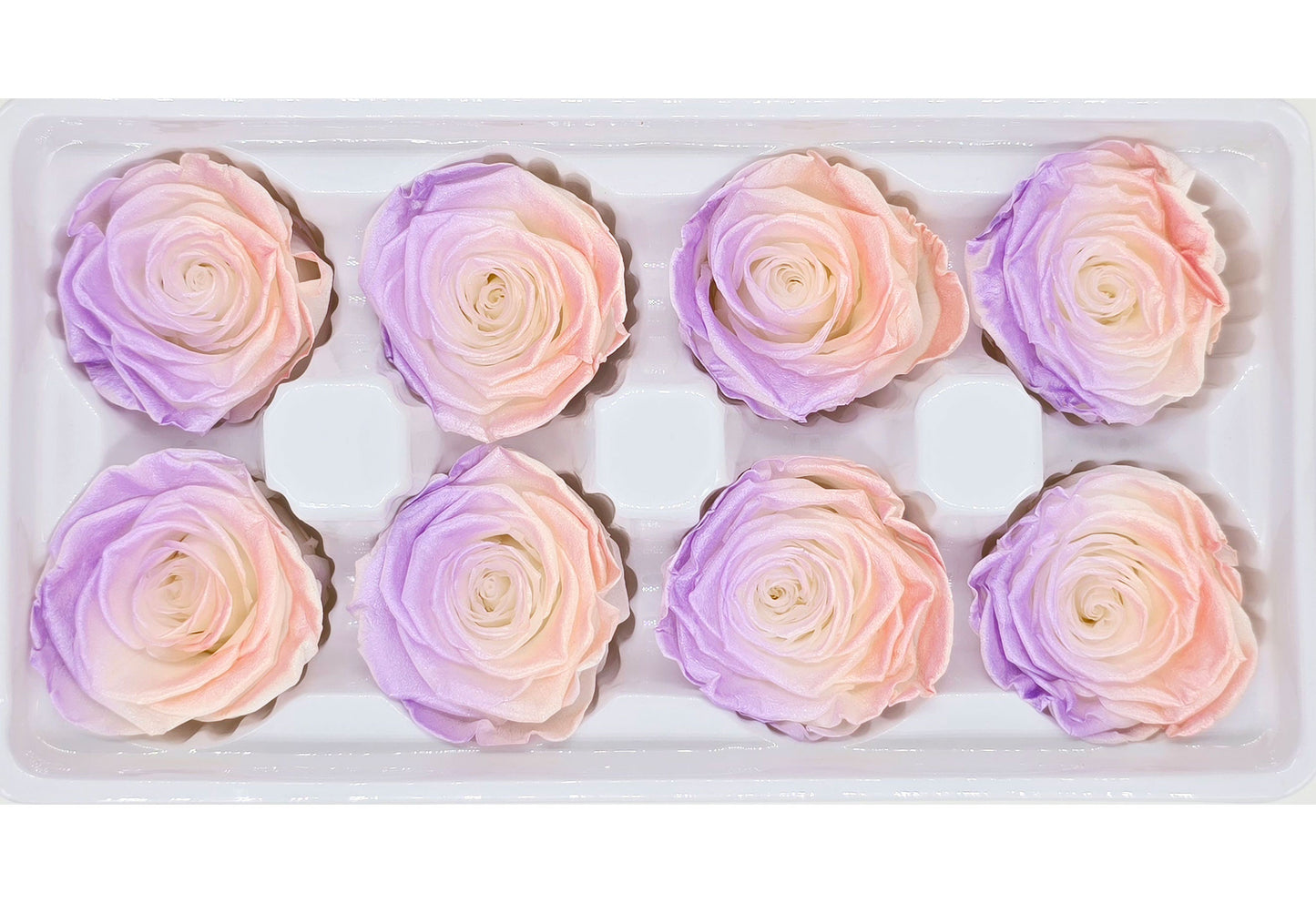 8 Preserved Roses In A Box- Satin Purple & Peach