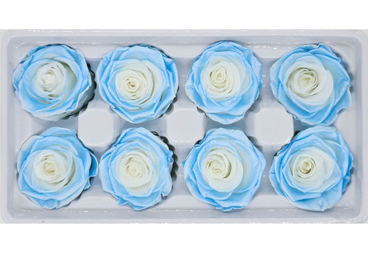 8 Preserved Roses In A Box- Satin White & Blue