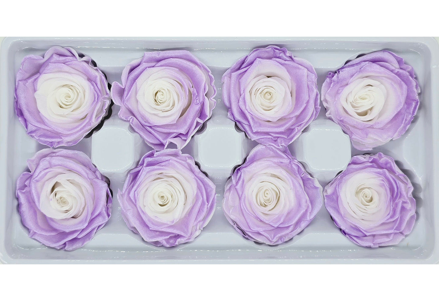 8 Preserved Roses In A Box- Satin White & Purple