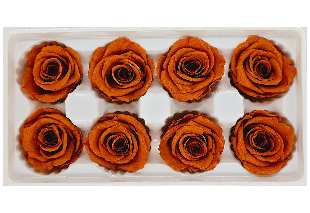 8 Preserved Roses In A Box- Burnt Orange