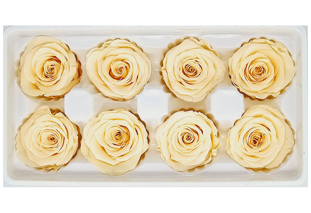 8 Preserved Roses In A Box- Champagne