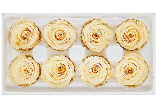 8 Preserved Roses In A Box- Champagne