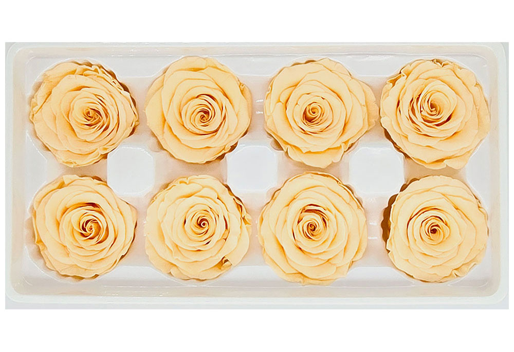 8 Preserved Roses In A Box- Dark Champagne