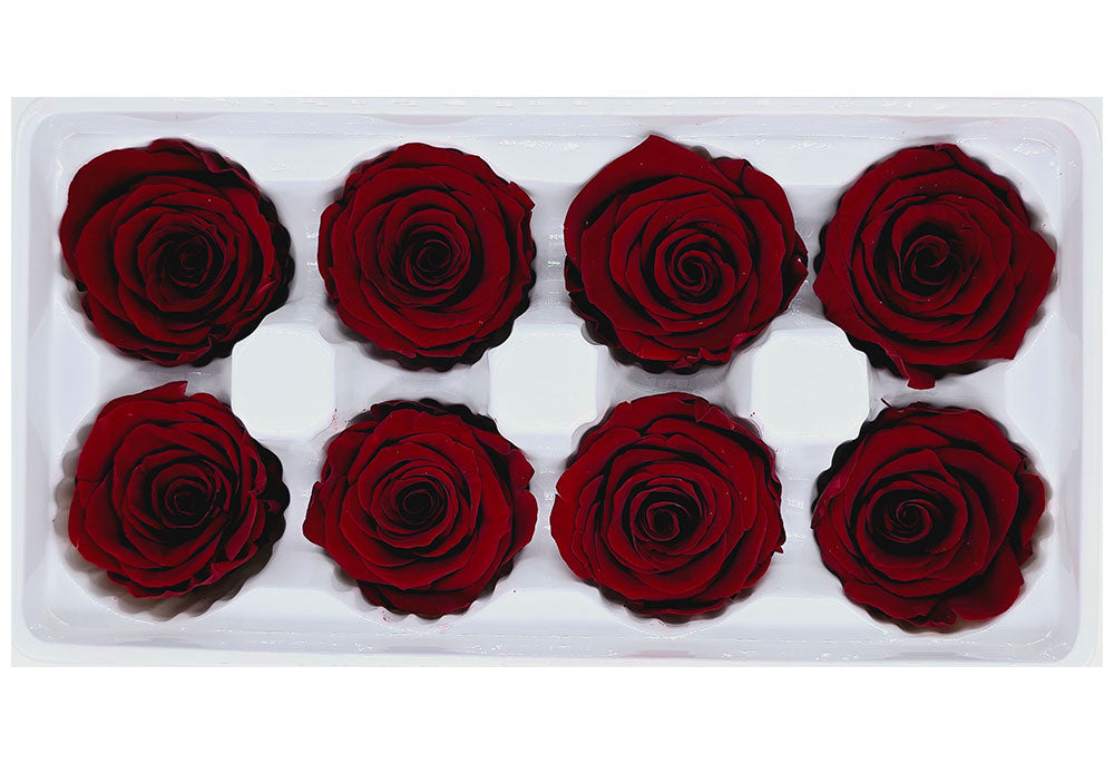 8 Preserved Roses In A Box- Dark Red