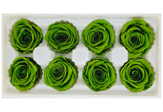 8 Preserved Roses In A Box- Grass Green