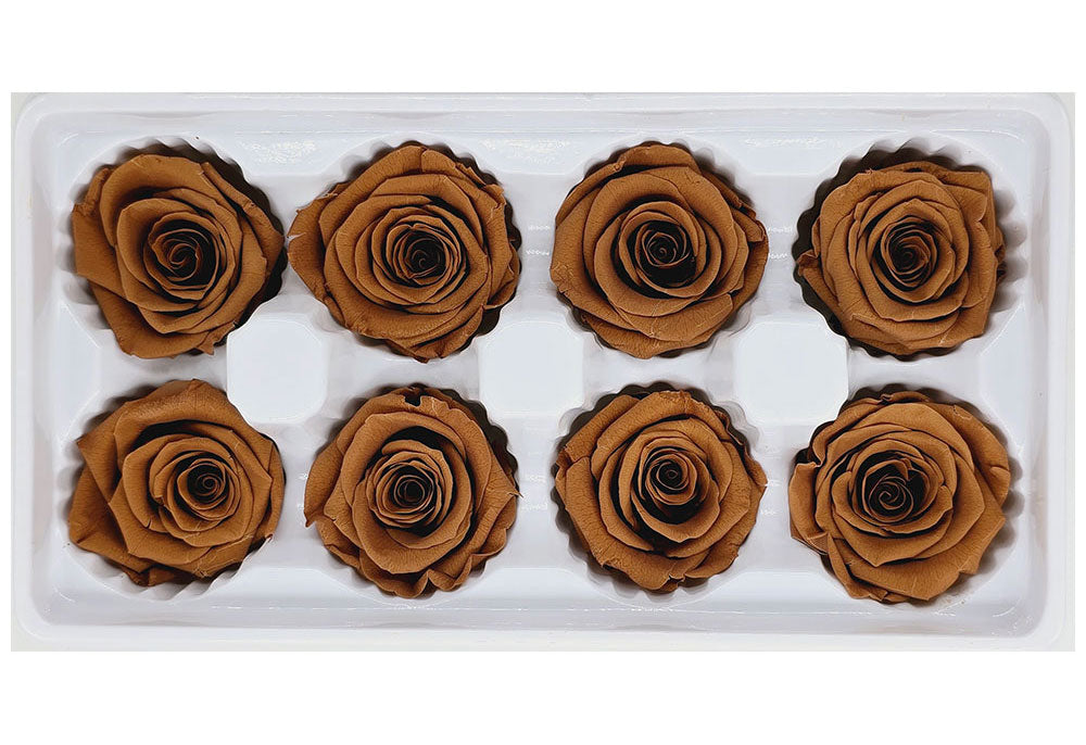 8 Preserved Roses In A Box- Light Brown