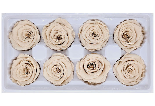 8 Preserved Roses In A Box- Light Cashmere