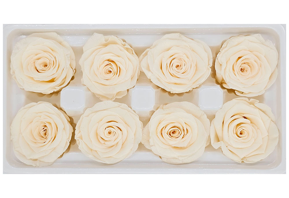 8 Preserved Roses In A Box- Light Champagne