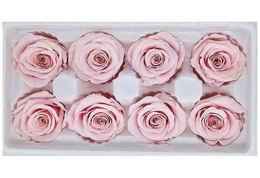 8 Preserved Roses In A Box- Pale Pink