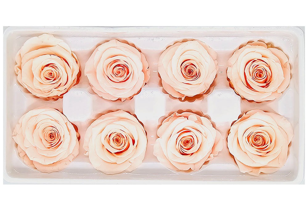 8 Preserved Roses In A Box- Peach