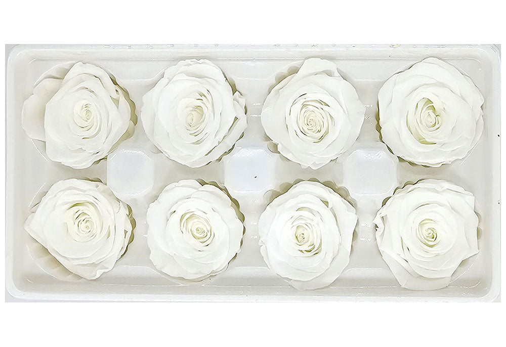 8 Preserved Roses In A Box- White