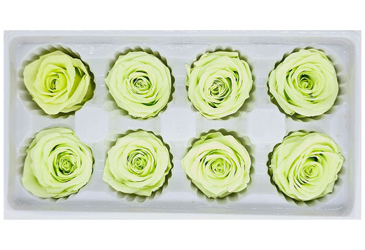 8 Preserved Roses In A Box- Yellowish Green