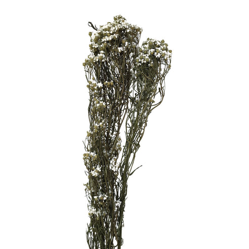 Mini Daisy Bush Dried Mini Daisy Bush (Holland) #DF10 – Lee Flora Wholesale