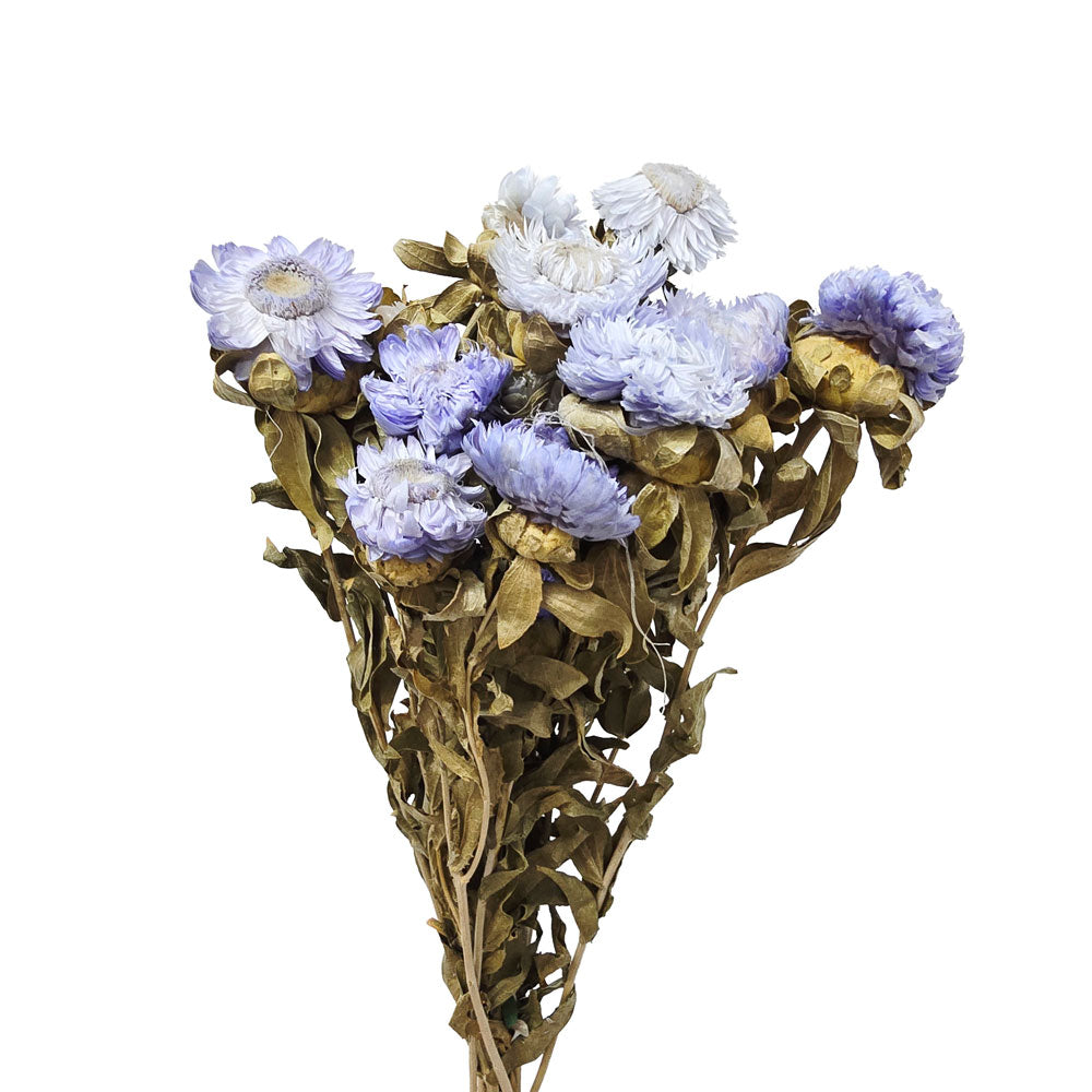Dried Strawflowers #DF15
