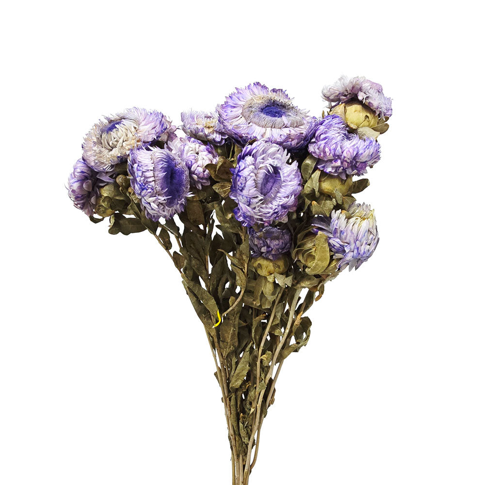 Dried Strawflowers #DF15