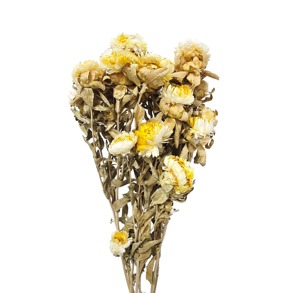 Dried Strawflowers #DF15