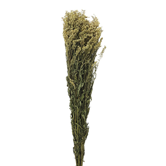 Dried Yellow Phoenix Flower #DF16