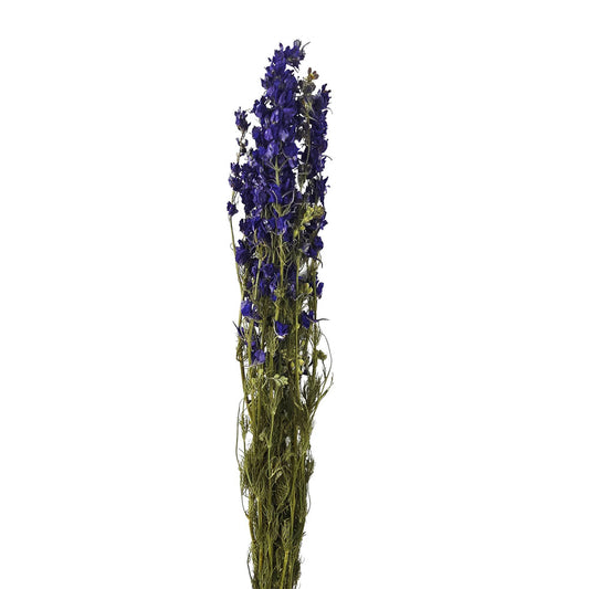 Dried Holland Delphinium Flower #DF17