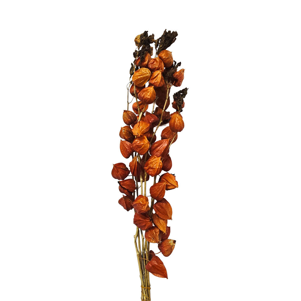 Dried Lantern Fruit #DF18
