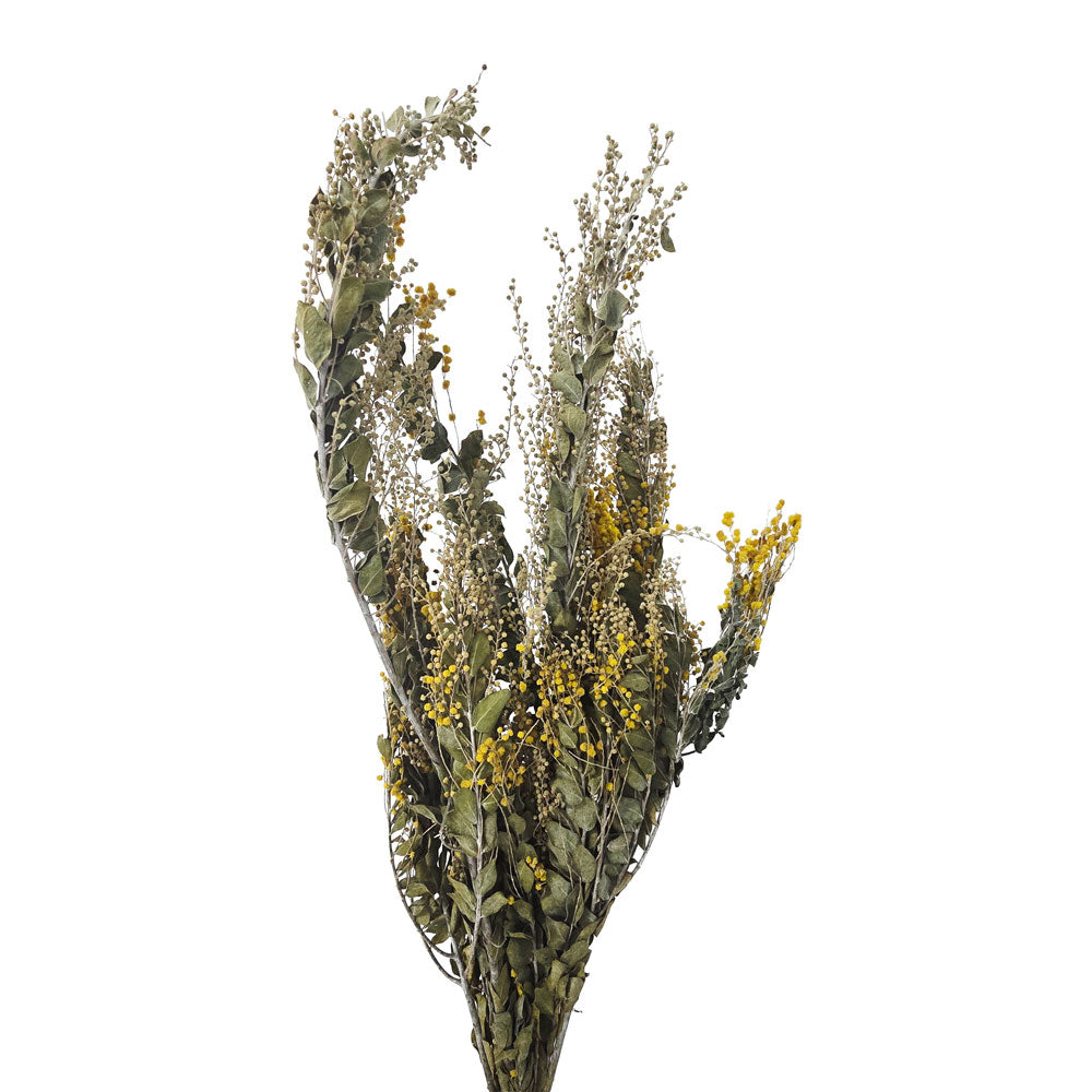 Dried Mimosa Flower #DF20