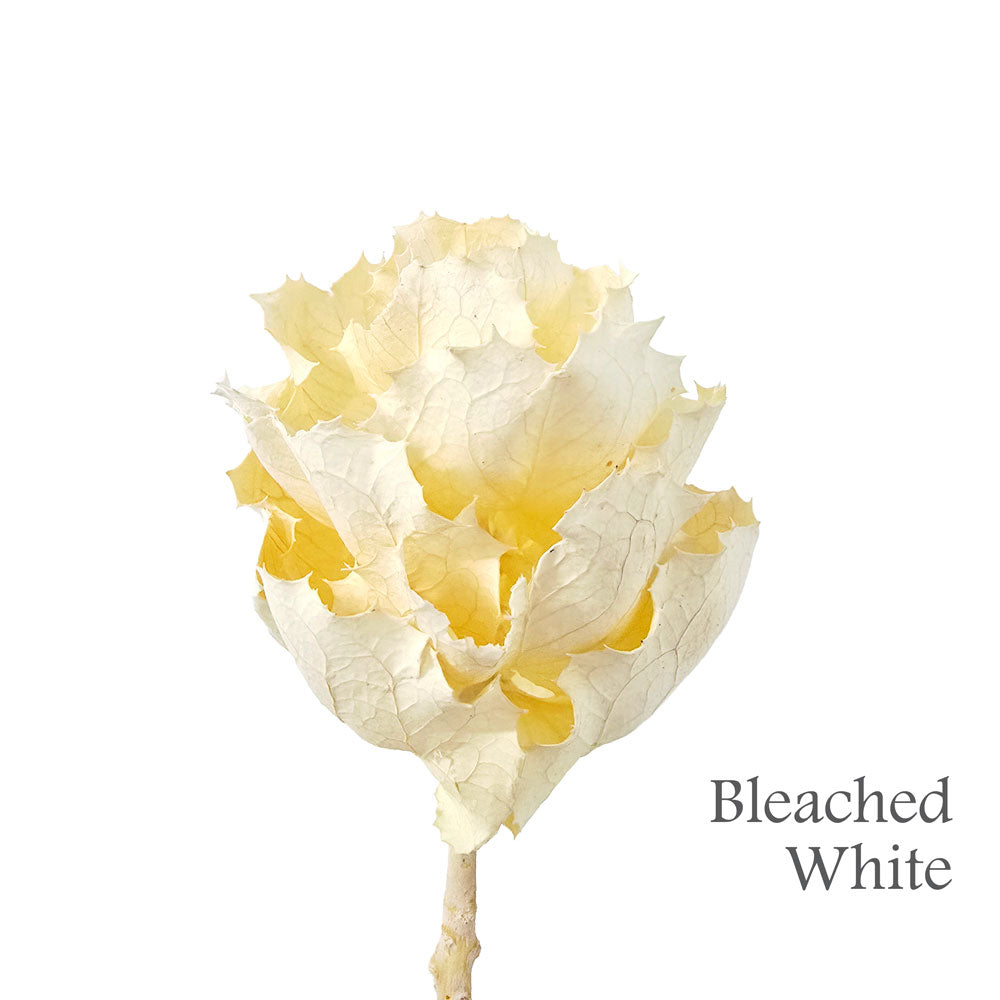 Dried Hakae Victoria Flower #DF21