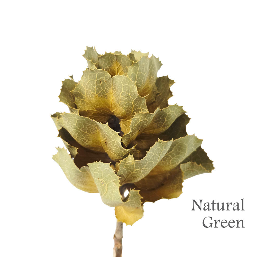 Dried Hakae Victoria Flower #DF21