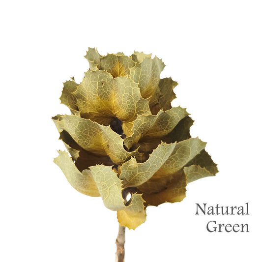 Dried Hakae Victoria Flower #DF21