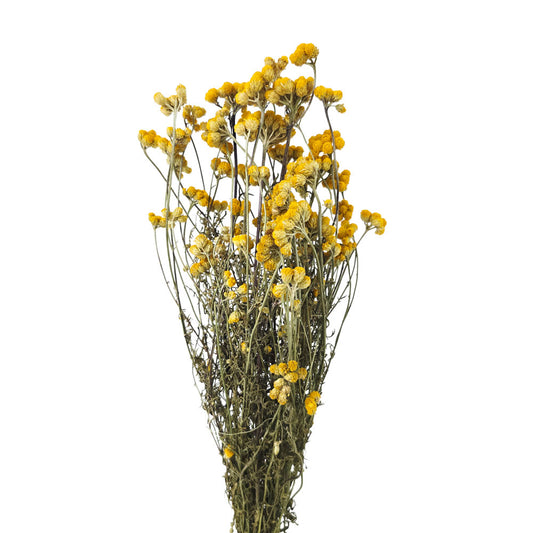 Dried Holland Yellow Lonas Flower #DF22