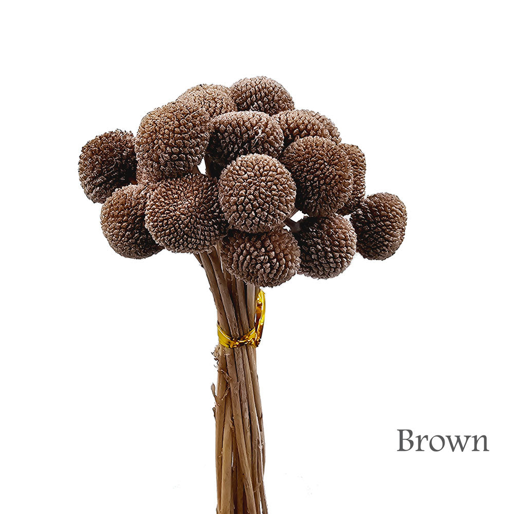 Dried Craspedia Flower #DF3