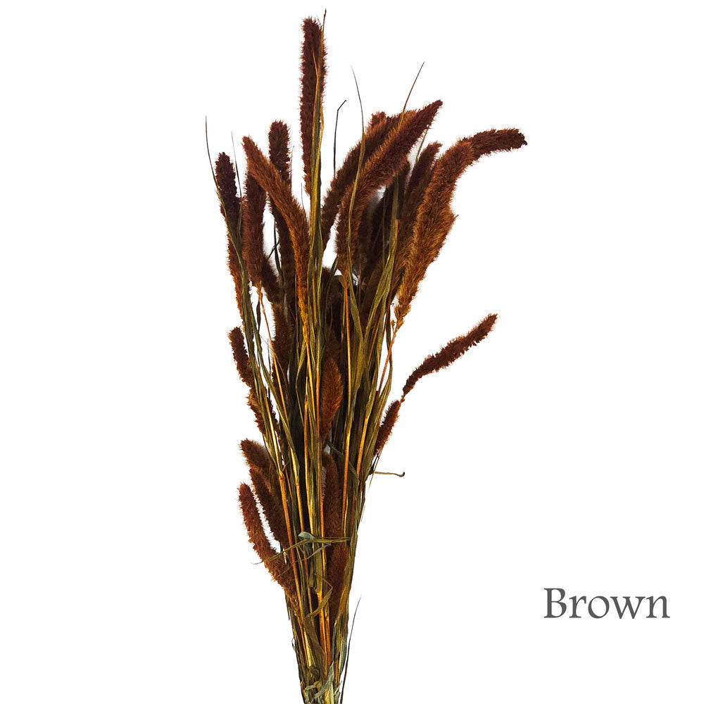 Dried Foxtail Grass #DF5