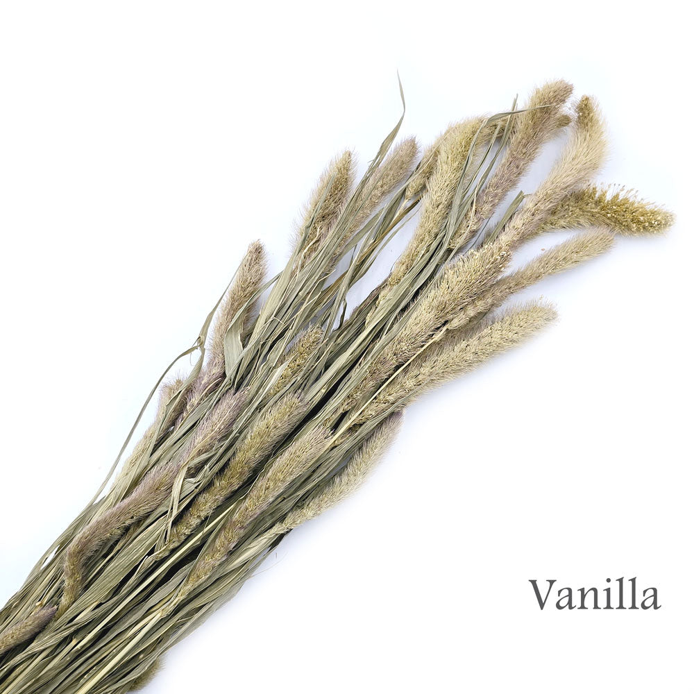 Dried Foxtail Grass #DF5