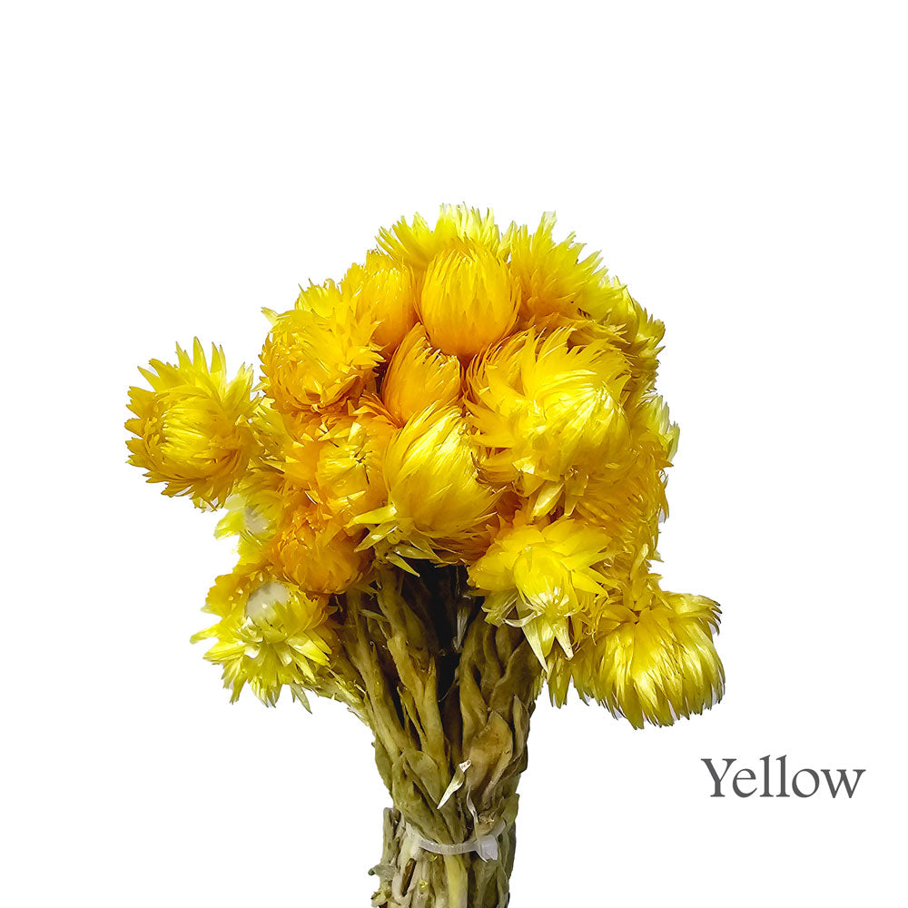 Dried Helichrysum (Straw Flower) #DF8