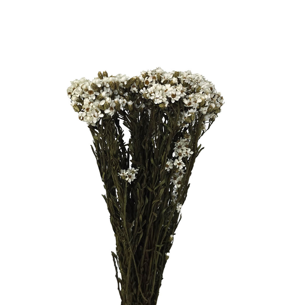 Mini Daisy Bush Dried Mini Daisy Bush (China) #DF9 – Lee Flora Wholesale