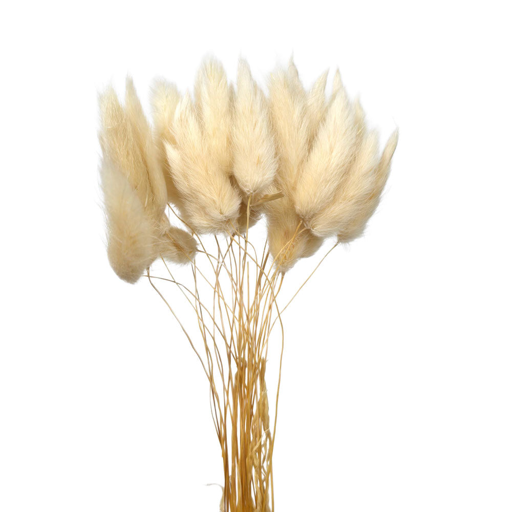 Dried Rabbit Tail #DFO13