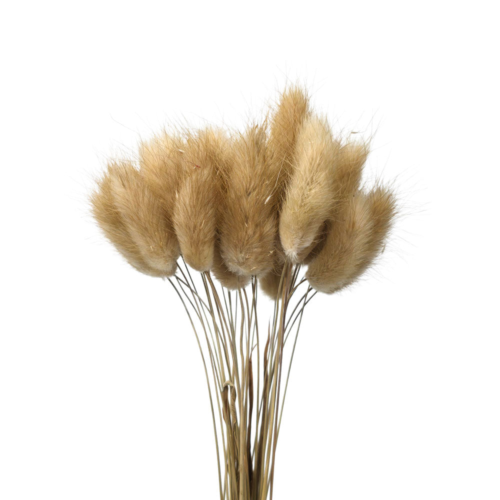 Dried Rabbit Tail #DFO13