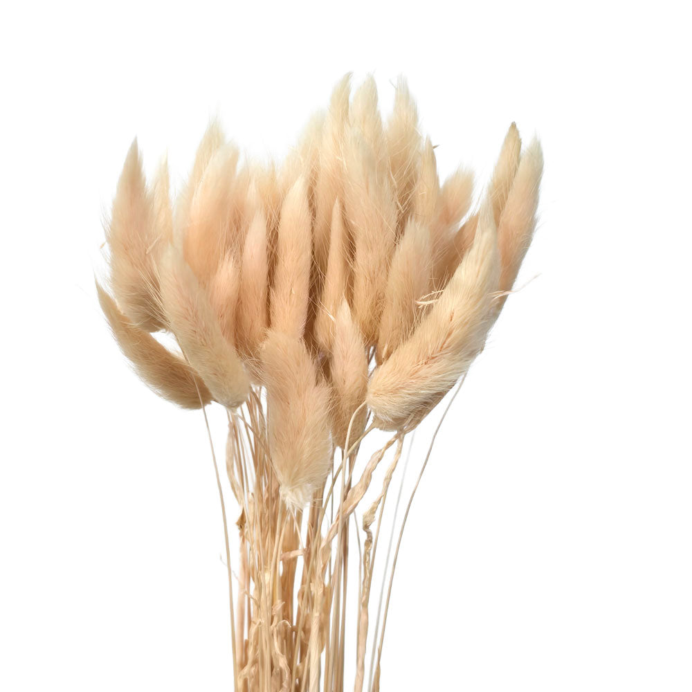 Dried Rabbit Tail #DFO13