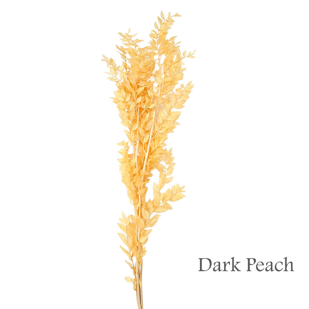 Dried Italian Ruscus #DFO16