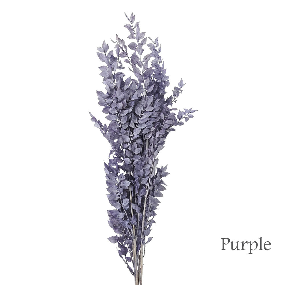 Dried Italian Ruscus #DFO16